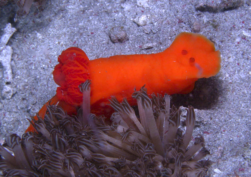 Gymnodoris inornata